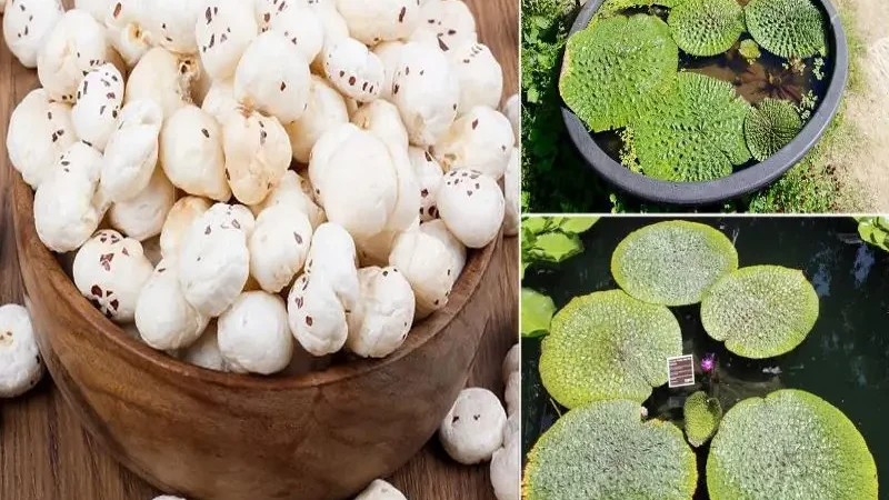 Lotus Seed or Fox Nut or Makhana : What it is and its Benefits