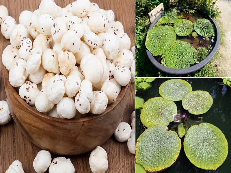 Lotus Seed or Fox Nut or Makhana : What it is and its Benefits